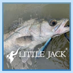 LITTLE JACK