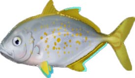 fish_img
