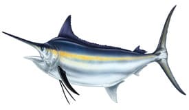 fish_img