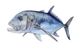 fish_img