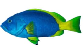fish_img