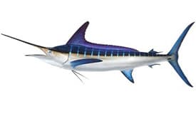 fish_img
