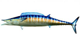 fish_img