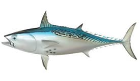 fish_img