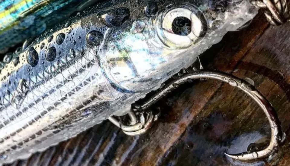 Difference between freshwater and saltwater hooks